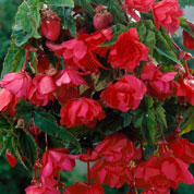 Begonia Colgante Rosa